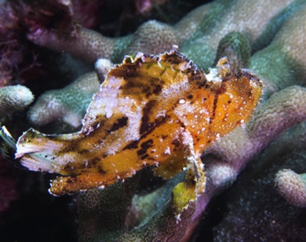 Leaf Scorpionfish 